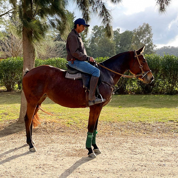 Soto Polo Ponies