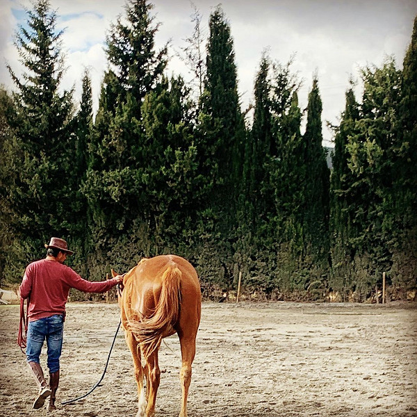 Soto Polo Ponies