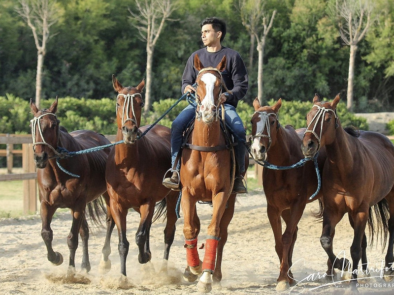 Polo Horses in Training | Soto Polo Ponies
