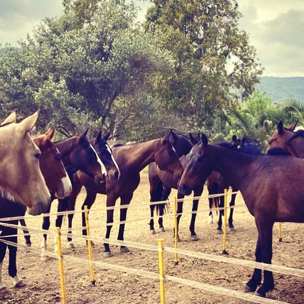 Soto Polo Ponies