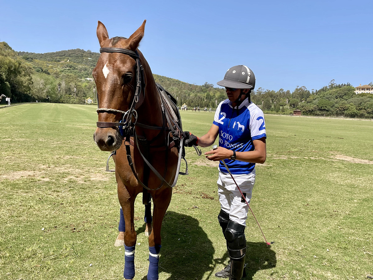 Soto Polo Ponies: Primera - For Sale