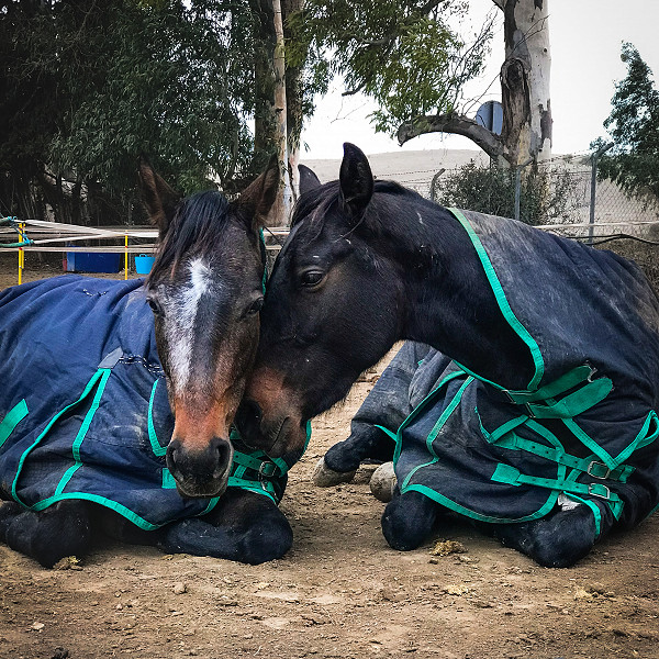 Soto Polo Ponies