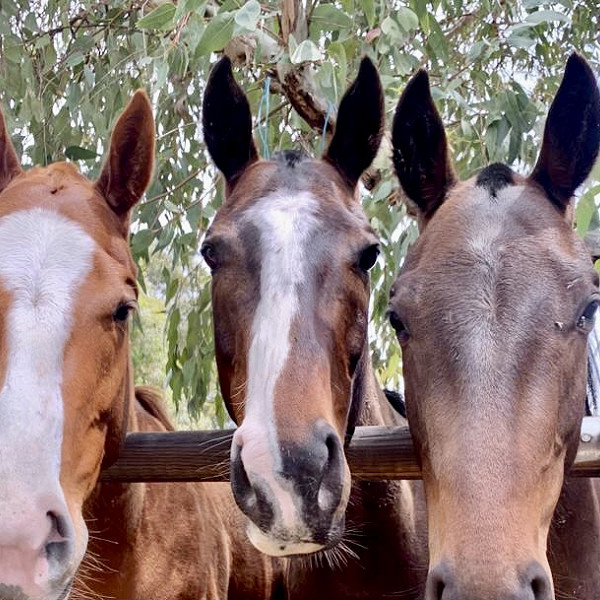 Soto Polo Ponies