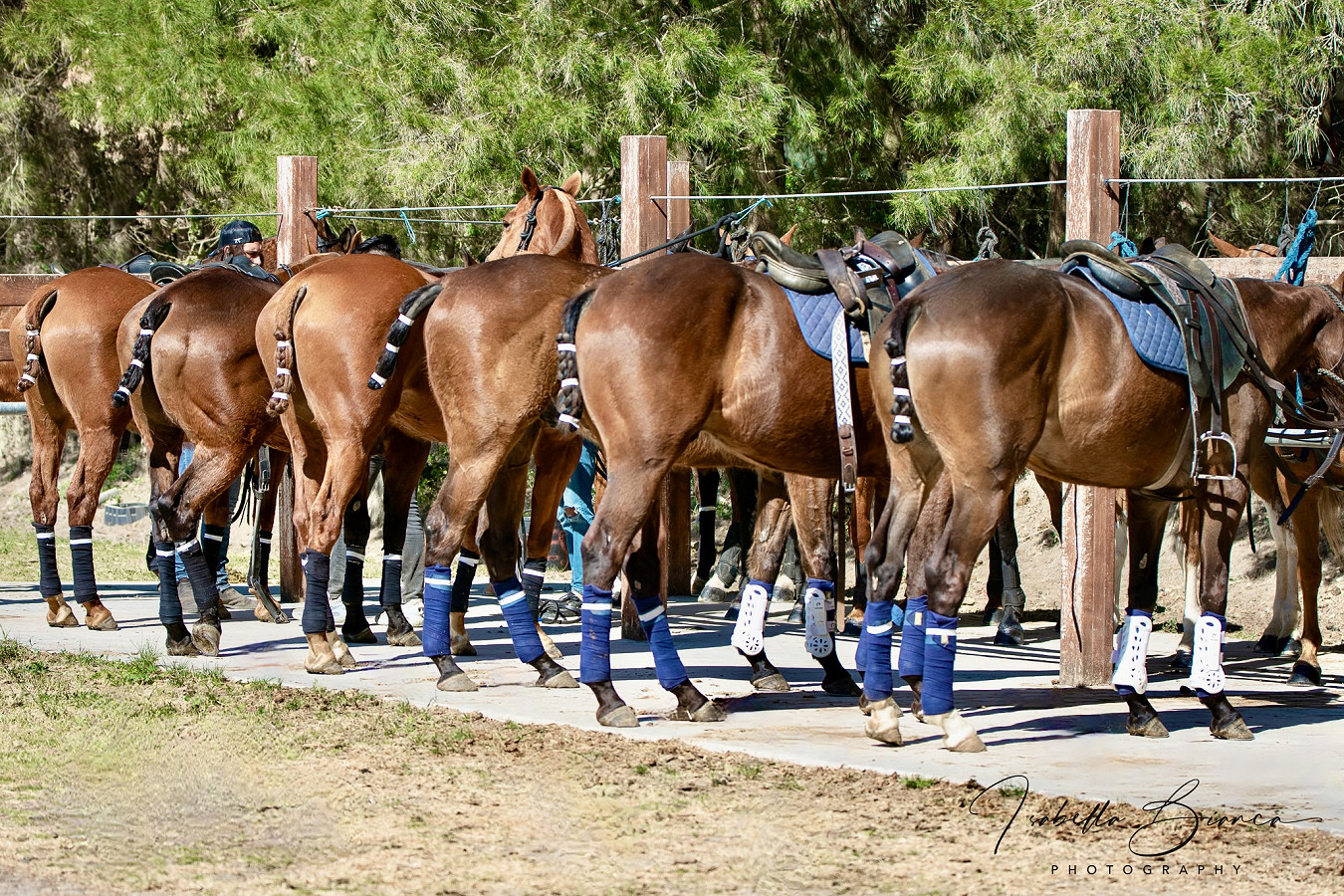 Soto Polo Ponies